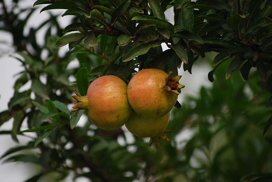 Fruit, Tree, Cluster, Natural, Health, branch, food and drink HD wallpaper