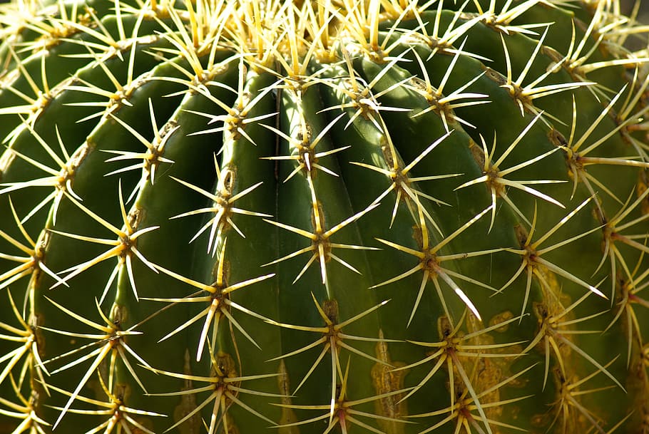 cactus, quills, thorns, succulent plant, growth, full frame HD wallpaper