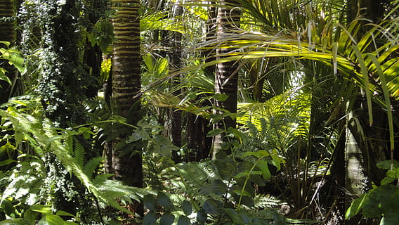 close up photo of trees, rainforest, palm trees, moss, amazon indians HD wallpaper