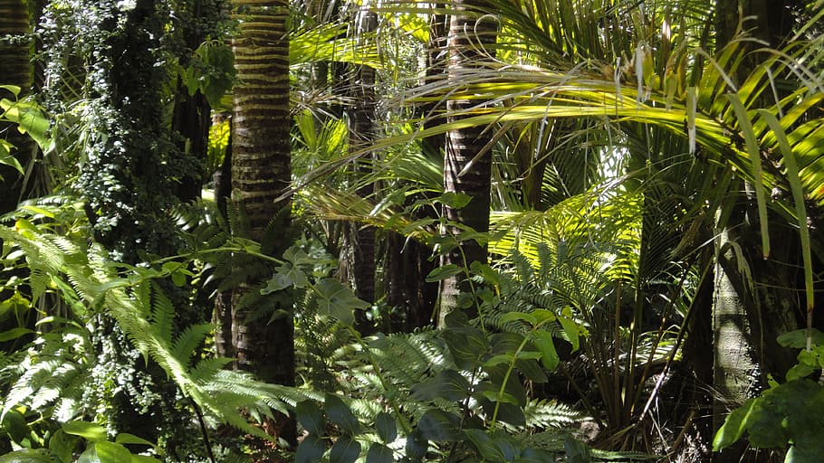 close up photo of trees, rainforest, palm trees, moss, amazon indians HD wallpaper