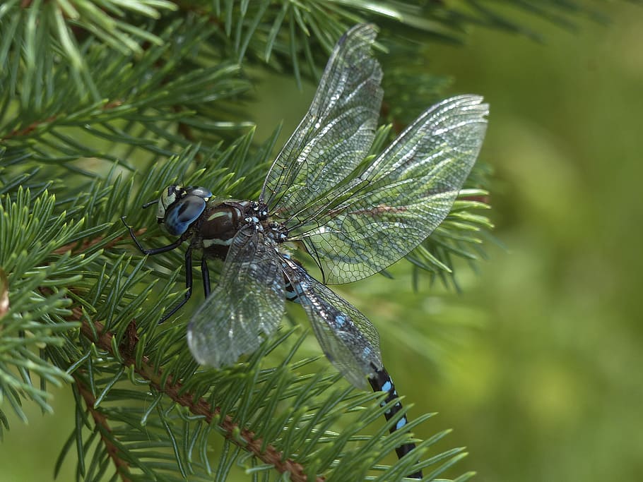 Dragonfly, Blue, Black, Brown, Macro, head, insect, nature HD wallpaper