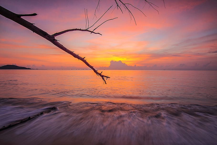 sea, dawn, nature, sky, branches, clouds, dusk, idyllic, ocean HD wallpaper
