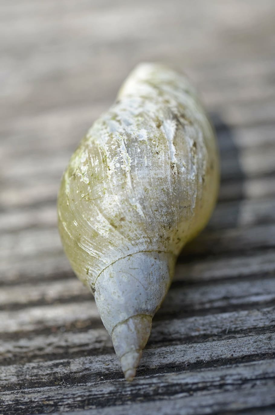 shell, snail, close-up, no people, wood - material, focus on foreground HD wallpaper
