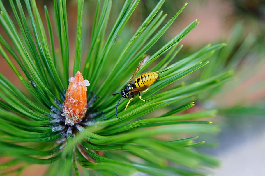 Wasp, Fir, Insect, Macro, green color, nature, one animal, animals in the wild HD wallpaper