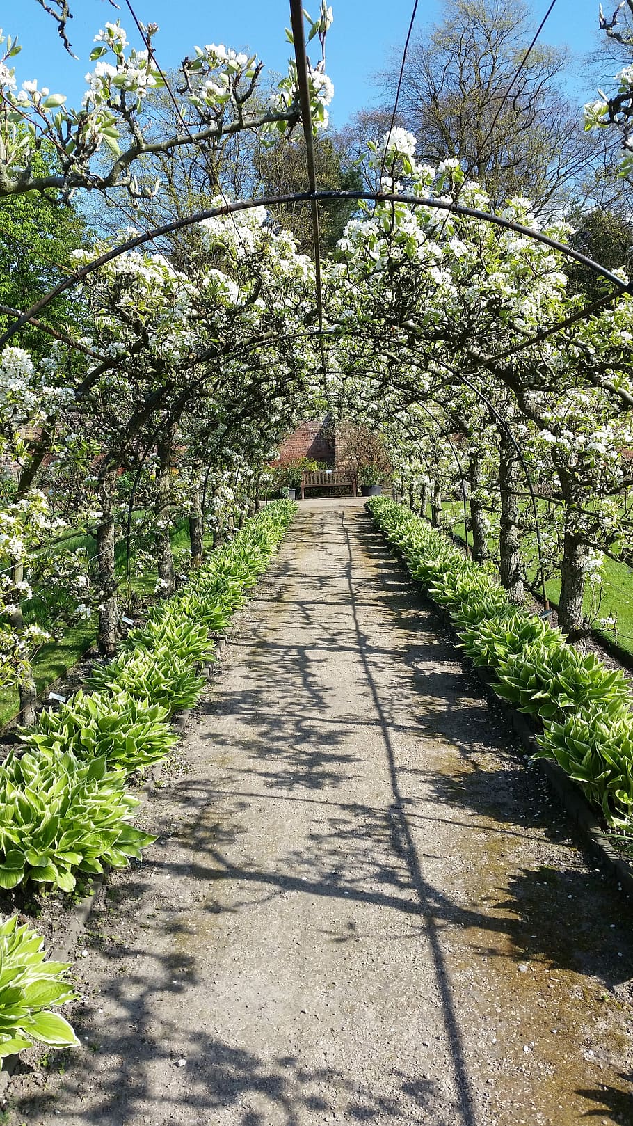 Spring, Flowers, Bloom, Fresh, blosssom, blossom, garden, path HD wallpaper