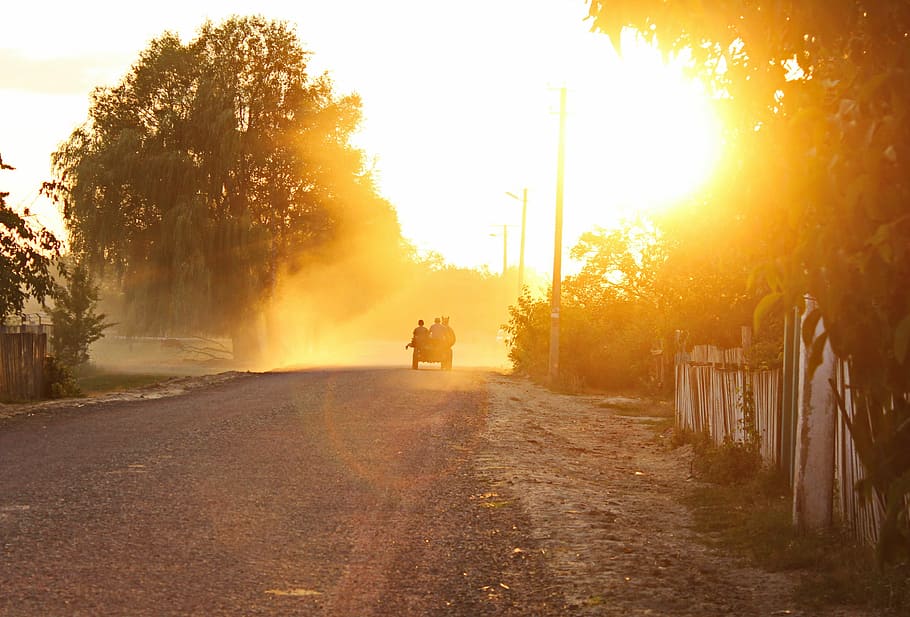 Fog, Cart, Sunset, nature, outdoors, tree, road, street, sunlight HD wallpaper