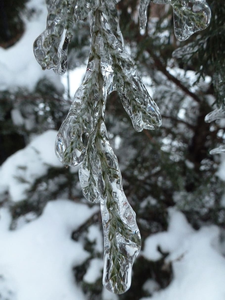 ice, juniper, winter, frozen, encased, macro, branch, leaf HD wallpaper