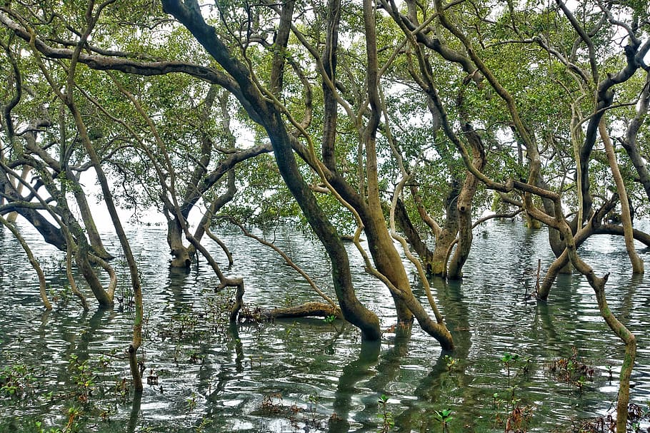 forest, water, landscape, environment, natural, scenic, nature HD wallpaper