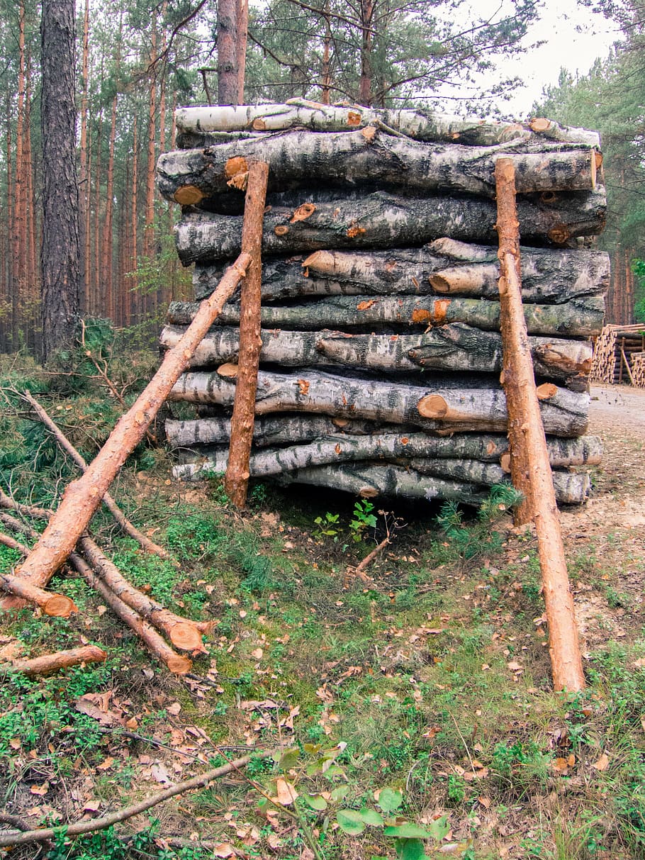 wood, slice, stack, supported, pine, cut, tree, gardening, trunk HD wallpaper