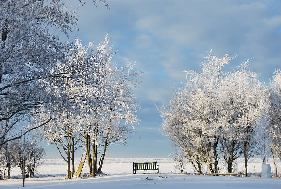 Winter, Snow, Wintry, Tree, Landscape, winter bushes, nature HD wallpaper