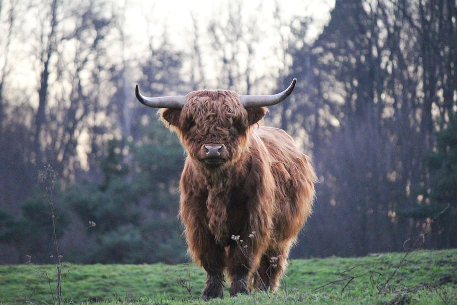 brown bison on grass field, highland bull, highland cattle, kyloe, HD wallpaper