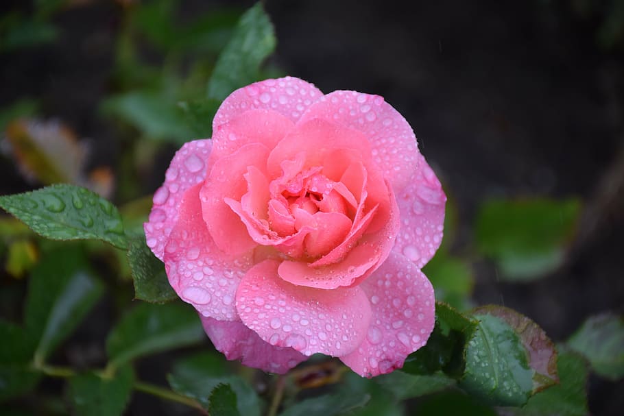 rose, raindrop, nature, pink, rose bloom, romantic, petal, plant HD wallpaper