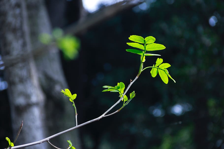 green leaf, plant, light and shadow, plant part, growth, nature HD wallpaper