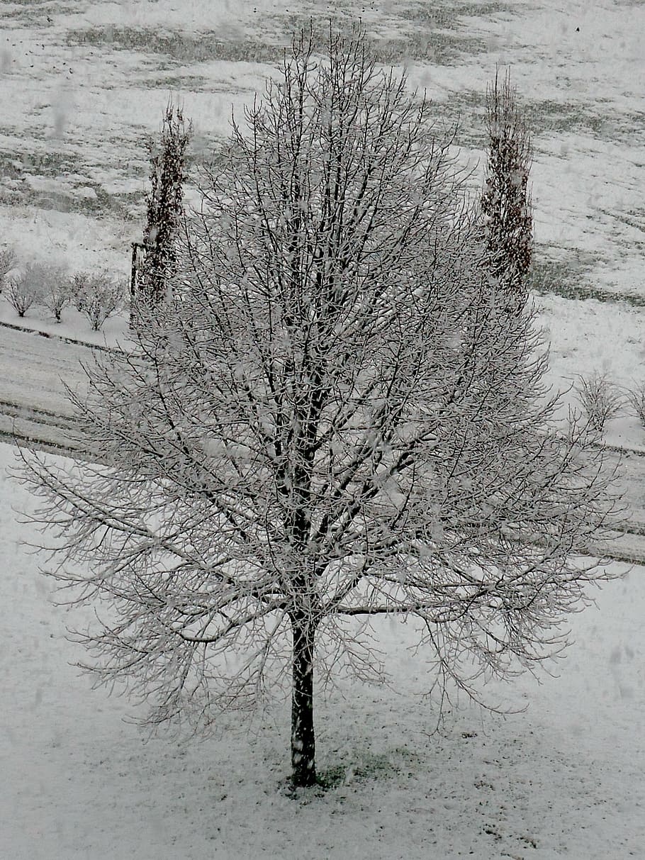 tree, snow, white, cold, winter, nature, besançon, france HD wallpaper