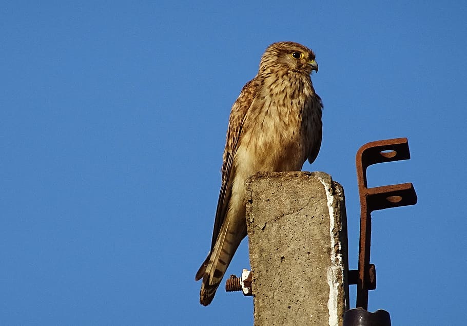 Bird, Raptor, Hunter, Predator, common kestrel, female, falco tinnunculus HD wallpaper