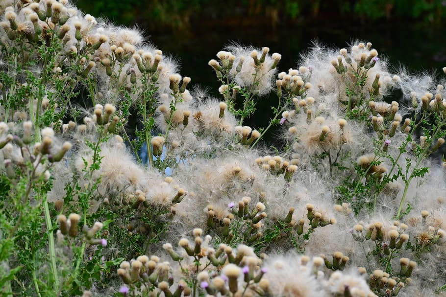 thistledown, seed, soft down, fluff, prickly, green leaves HD wallpaper