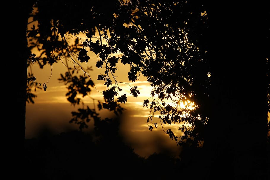leaves, tree, shadow, darkness, sunset, silhouette, sky, plant HD wallpaper