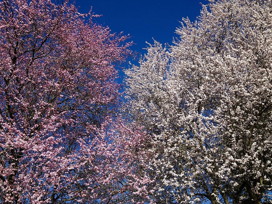 Flower, Blossom, Spring, Pollen, Summer, tree, joy, joyful HD wallpaper