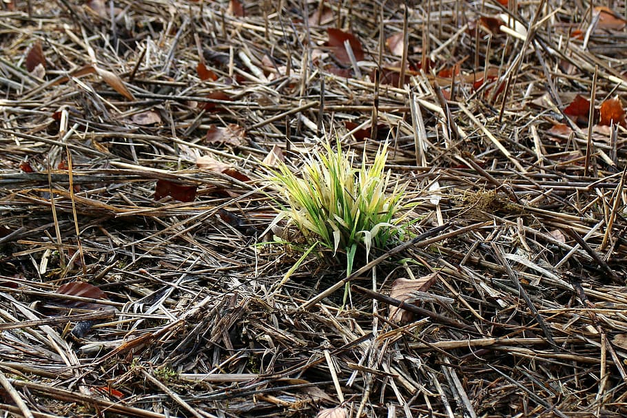 green, first green, sprout, engine, spring, plant, growth, nature HD wallpaper
