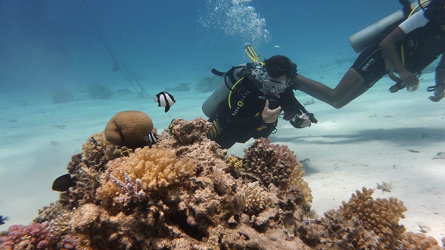 man underwater beside corals, Diving, Fish, scuba diving, undersea HD wallpaper