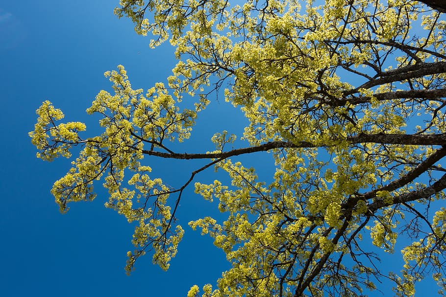 maple, acer platanoides, blossomed, inflorescence, bloom, green, HD wallpaper