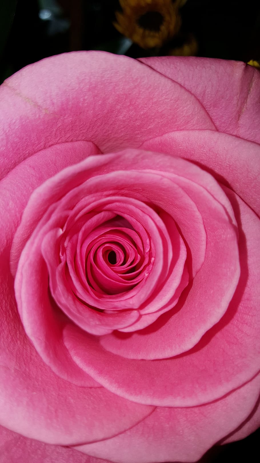 rose, red, pink, flower, beauty in nature, plant, flowering plant HD wallpaper