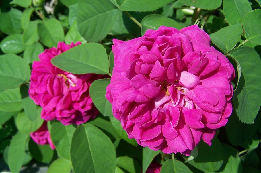 rose, flower garden, flowering plant, beauty in nature, freshness HD wallpaper