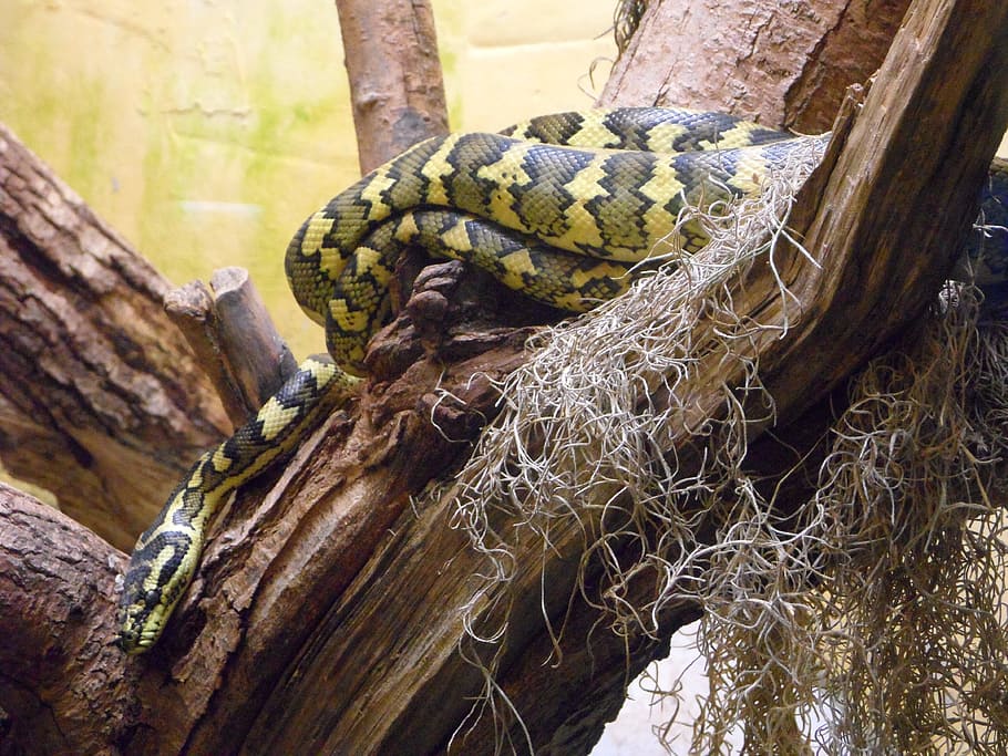 Snake, Terrarium, Reptile, Pattern, Zoo, one animal, animal themes HD wallpaper