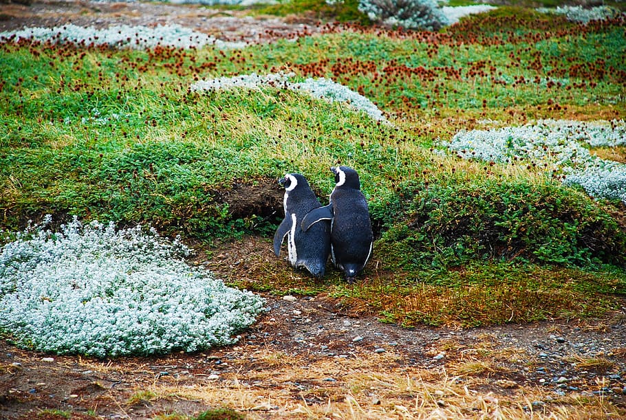 two black penguins on green grass field, Magellan, Love, Bff, HD wallpaper