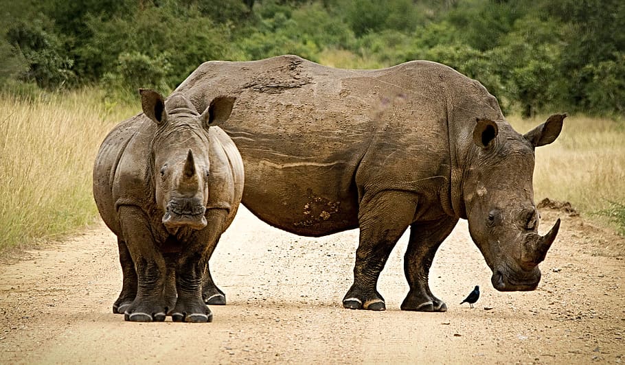 two grey rhinoceros, close, couple, horn, endangered, big 5, wildlife, HD wallpaper
