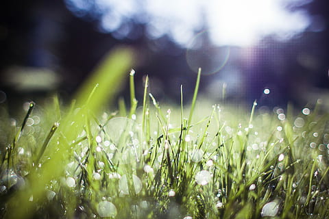 Grass Blue Feelings, dew, morning, nature, green Color, freshness HD wallpaper