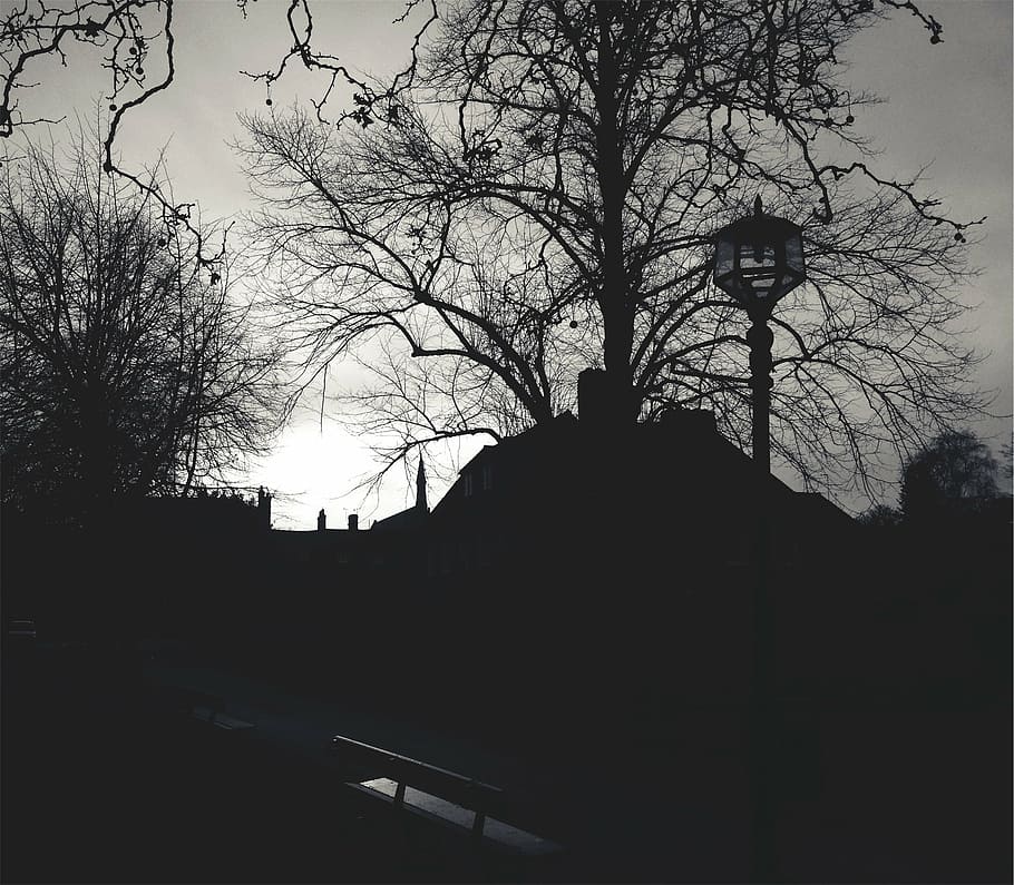grayscale photography of bare tree, silhouette, village, horizon HD wallpaper