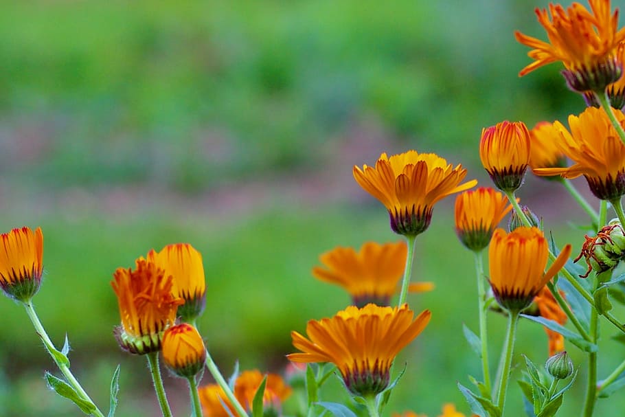 orange, flowers, focus, spring, nature, plant, summer, yellow HD wallpaper
