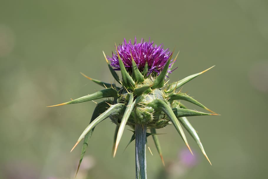 Flower, Dea, Purple, Thistle, Nature, plant, growth, flowering plant HD wallpaper