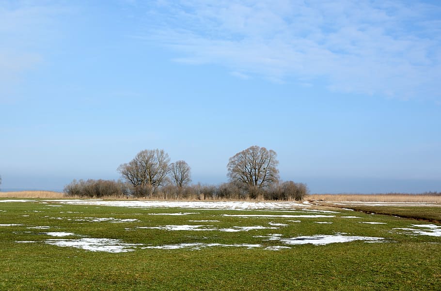 meadow, pasture, reed, trees, nature, blue sky, landscape, chiemgau HD wallpaper