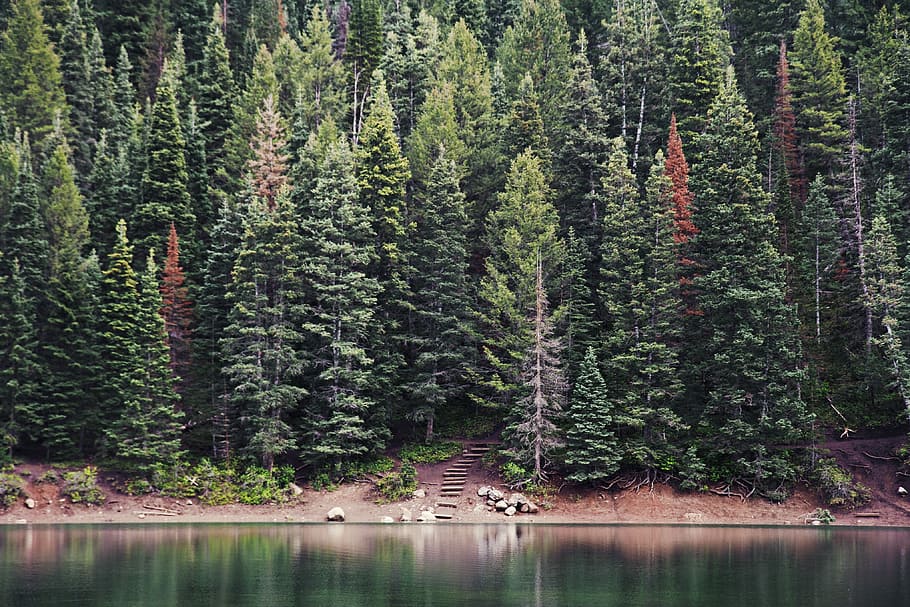 green pine trees near body of water during daytime, lake near trees during daytime HD wallpaper