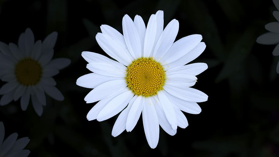 close view of daisy, daisy flower, nature, summer, white, yellow HD wallpaper