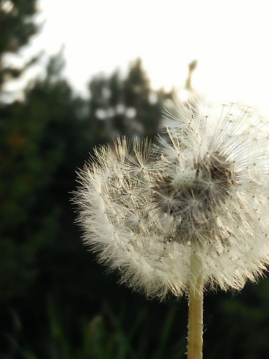 dandelion, wind, blown, plant, flower, fragility, flowering plant HD wallpaper