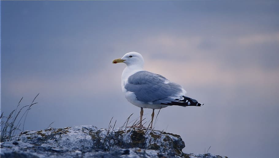 gull, bird, gotland, twilight, sunset, birds, sweden, summer HD wallpaper