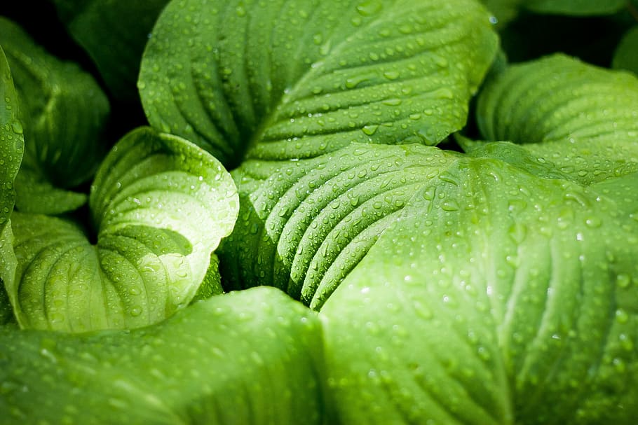 plant, green, summer, rays, greens, nature, grass, plants, leaves green HD wallpaper