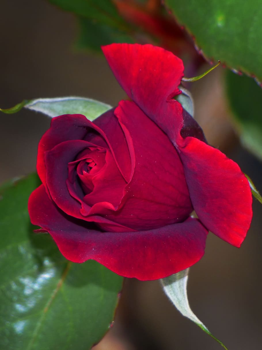 Cocoon, Red Rose, rosa, flower, petal, fragility, beauty in nature HD wallpaper