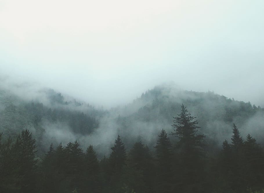 green trees surrounded by fogs, mountain covered with thick fog HD wallpaper