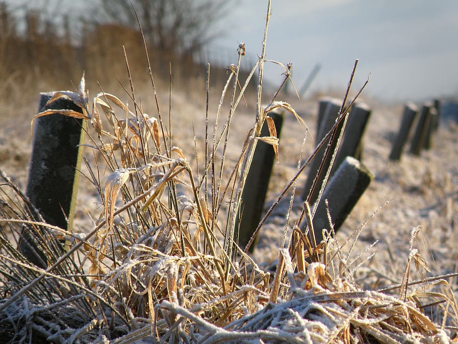 posts, winter, white, nature, morning, zing, frozen, ripe, winter landscape HD wallpaper