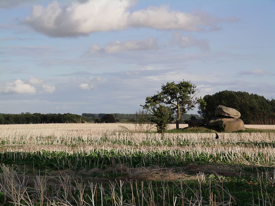 fields, northern germany, landscape, nature, agriculture, rural Scene HD wallpaper