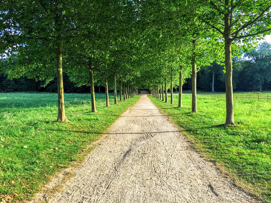 landscape, tree, allee, path, plant, grass, growth, direction HD wallpaper