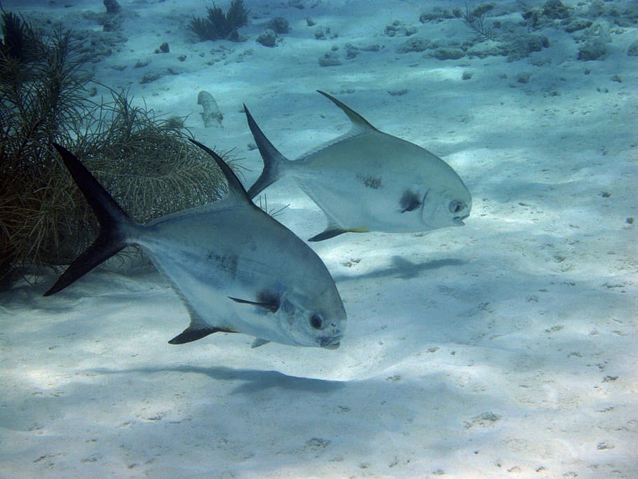 underwater photography of of two gray piranhas, fish, diving HD wallpaper