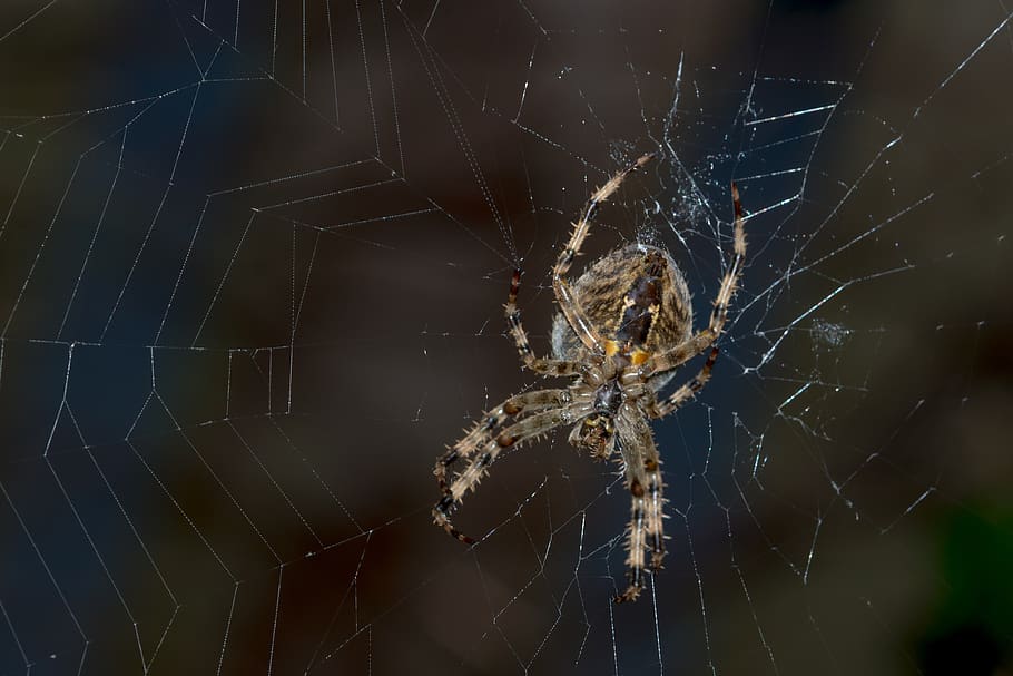 spider, araneus, web, cobweb, close up, nature, insect, animal HD wallpaper