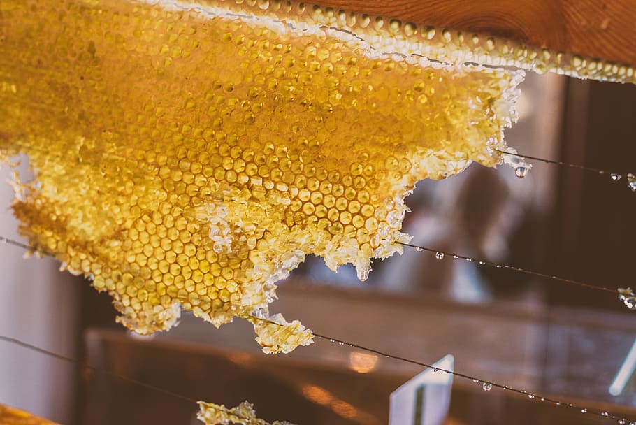 honey, bee, syrup, nectar, sweet, food and drink, close-up HD wallpaper