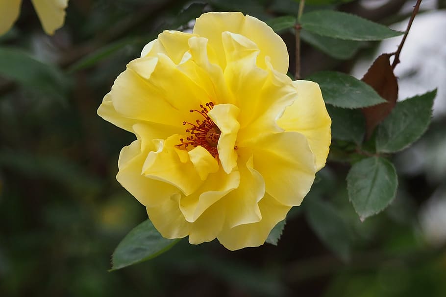 spring, yellow flower, rose, flowering plant, beauty in nature HD wallpaper