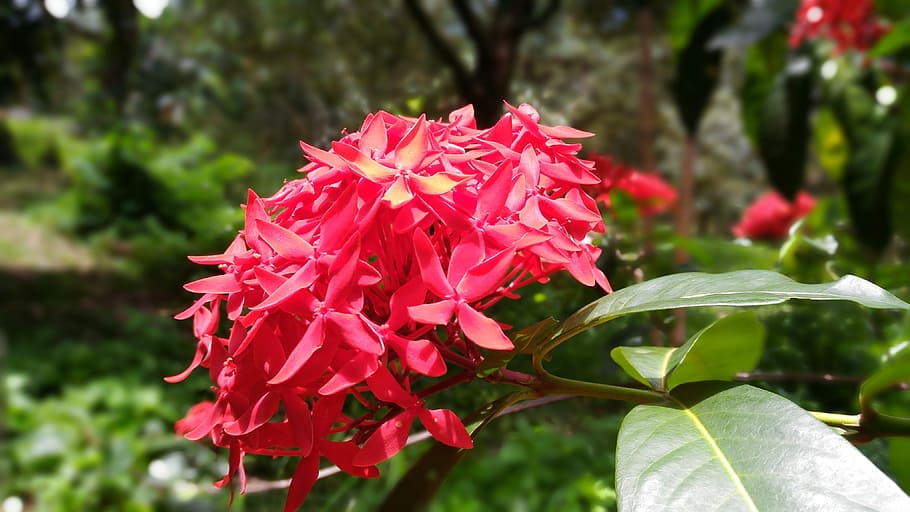 Flower, Pin, flower pin, red flowers, west indian jasmine, ixora, HD wallpaper